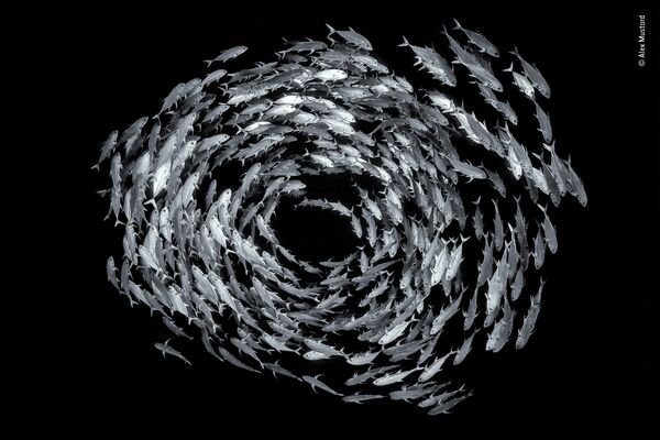 Alex Mustard. Работа участника конкурса Wildlife Photographer of the Year 2019 Alex Mustard. Работа участника конкурса Wildlife Photographer of the Year 2019
