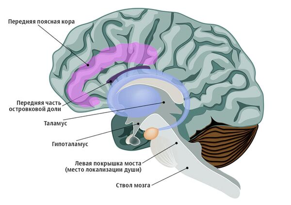 Система в мозге, которая активирует пробуждение и сознание