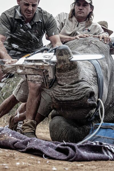 Neville Ngomane. Работа победителя конкурса Environmental Photographer of the Year 2019 Neville Ngomane. Работа победителя конкурса Environmental Photographer of the Year 2019