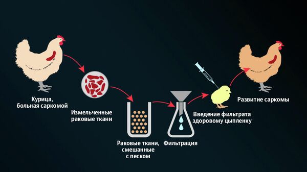 Опыт Рауса, который открыл вирусную природу саркомы кур Опыт Рауса, который открыл вирусную природу саркомы кур