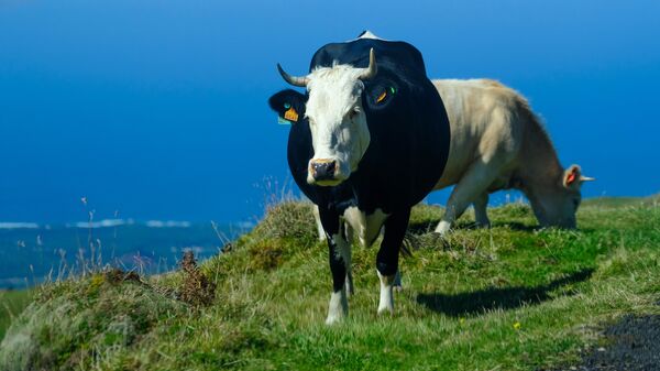 Коровы на пастбище на острове Пику. Остров входит в состав архипелага Азорские острова в Атлантическом океане