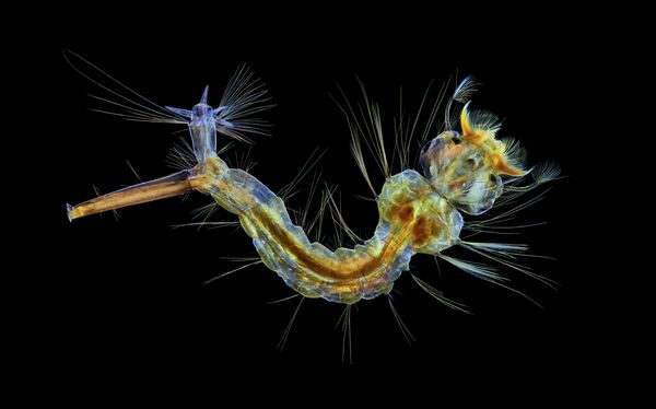 Anne Algar. Работа победителя конкурса фотомикрографии 2019 Nikon’s Small World Anne Algar. Работа победителя конкурса фотомикрографии 2019 Nikon’s Small World