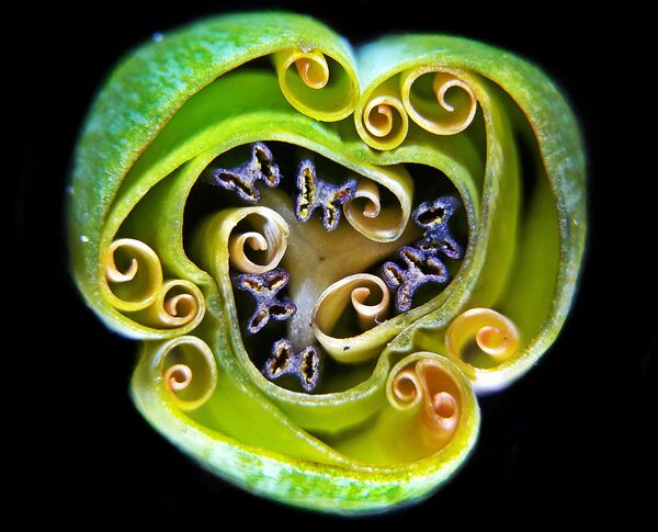 Andrei Savitsky. Работа победителя конкурса фотомикрографии 2019 Nikon’s Small World Andrei Savitsky. Работа победителя конкурса фотомикрографии 2019 Nikon’s Small World
