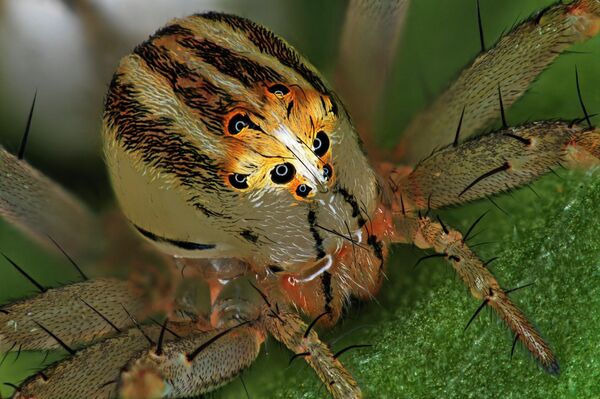 Antoine Franck. Работа победителя конкурса фотомикрографии 2019 Nikon’s Small World Antoine Franck. Работа победителя конкурса фотомикрографии 2019 Nikon’s Small World