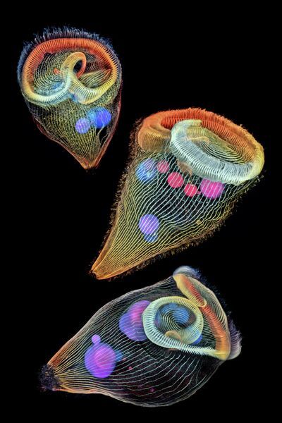 Dr. Igor Siwanowicz. Работа победителя конкурса фотомикрографии 2019 Nikon’s Small World Dr. Igor Siwanowicz. Работа победителя конкурса фотомикрографии 2019 Nikon’s Small World