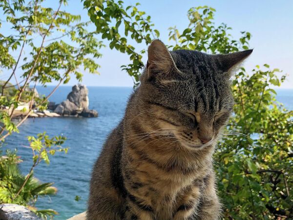 Кот Кот