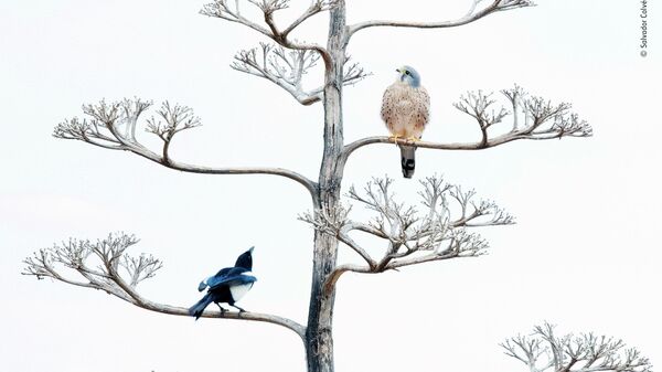 Salvador Colvée Nebot. Шортлист Wildlife Photographer of the Year LUMIX People's Choice Award Salvador Colvée Nebot. Шортлист Wildlife Photographer of the Year LUMIX People's Choice Award