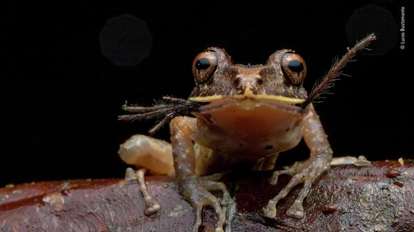 Lucas Bustamente. Шортлист Wildlife Photographer of the Year LUMIX People's Choice Award Lucas Bustamente. Шортлист Wildlife Photographer of the Year LUMIX People's Choice Award