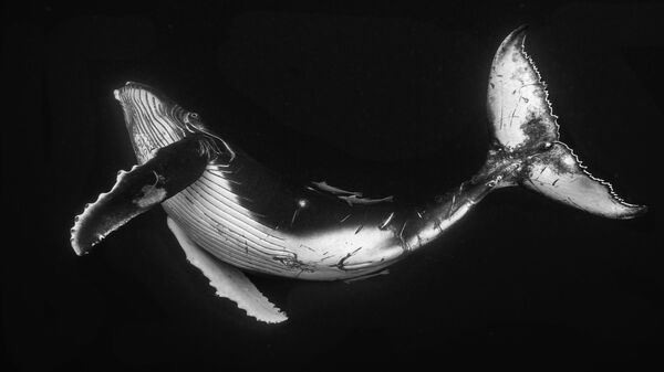 Wayne Osborn. Шортлист Wildlife Photographer of the Year LUMIX People's Choice Award Wayne Osborn. Шортлист Wildlife Photographer of the Year LUMIX People's Choice Award