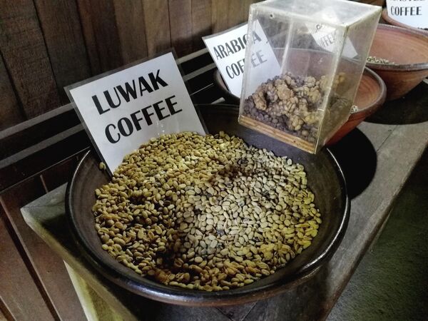 Бали. Лювак называют самым дорогим кофе в мире
