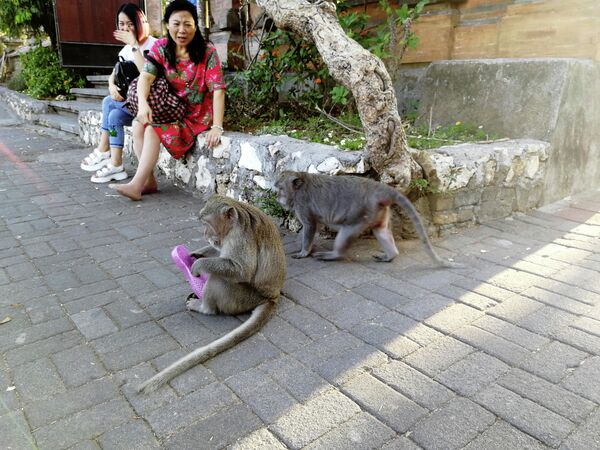 Бали. Обезьяна отобрала обувь у туристок у храма Улувату