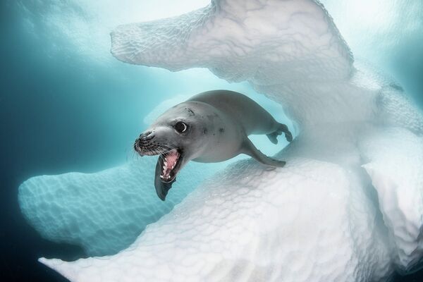 Greg Lecoeur. Работа победителя конкурса 2019 Ocean Art Underwater Photo Competition Greg Lecoeur. Работа победителя конкурса 2019 Ocean Art Underwater Photo Competition