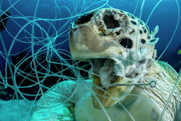 Shane Gross. Работа победителя конкурса 2019 Ocean Art Underwater Photo Competition Shane Gross. Работа победителя конкурса 2019 Ocean Art Underwater Photo Competition