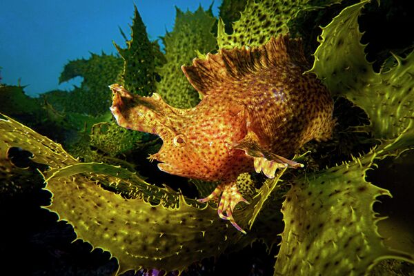 Talia Greis. Работа победителя конкурса 2019 Ocean Art Underwater Photo Competition Talia Greis. Работа победителя конкурса 2019 Ocean Art Underwater Photo Competition