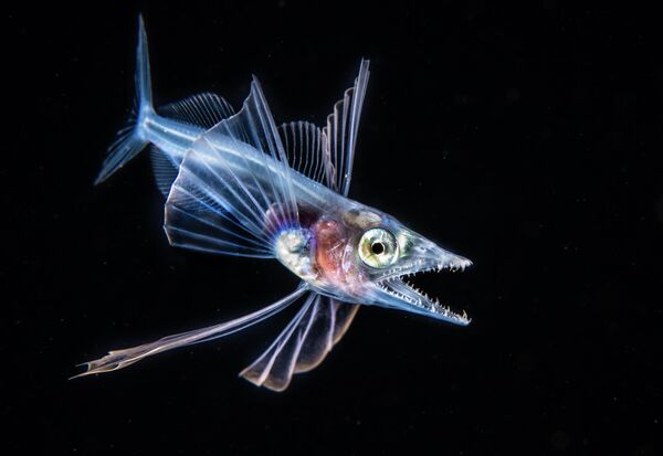 Fabien Michenet. Работа победителя конкурса 2019 Ocean Art Underwater Photo Competition Fabien Michenet. Работа победителя конкурса 2019 Ocean Art Underwater Photo Competition