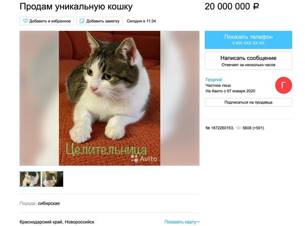 Объявление о продаже кошки, опубликованное на сайте Avito Объявление о продаже кошки, опубликованное на сайте Avito