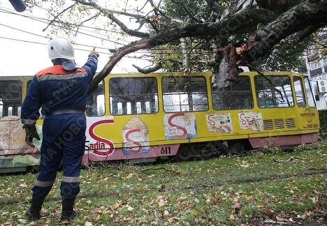 Ликвидация последствий штормового ветра в Калининграде Ликвидация последствий штормового ветра в Калининграде