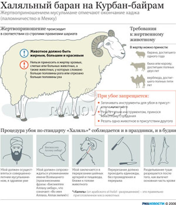 Халяльный баран на Курбан-байрам Халяльный баран на Курбан-байрам