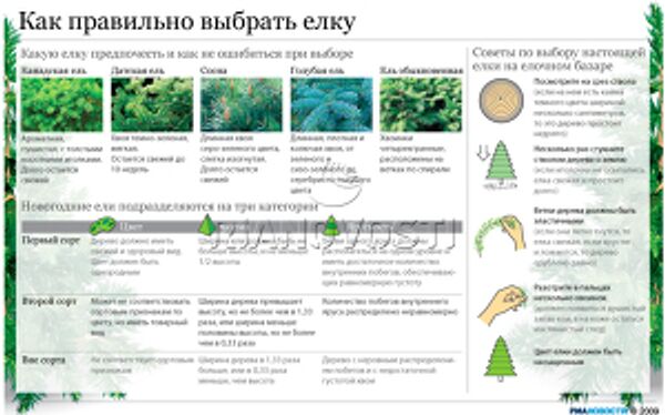 Как правильно выбрать елку Как правильно выбрать елку