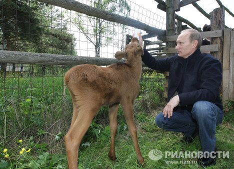 Премьер-министр РФ Владимир Путин посетил парк Лосиный остров Премьер-министр РФ Владимир Путин посетил парк Лосиный остров