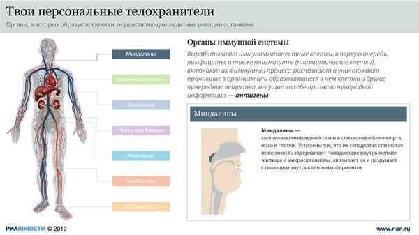 Бойцы невидимого фронта, или Органы иммунной системы Бойцы невидимого фронта, или Органы иммунной системы