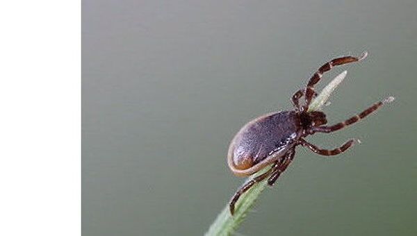 Самец таежного клеща Самец таежного клеща