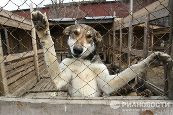 Работа приюта для собак в Новосибирске Работа приюта для собак в Новосибирске