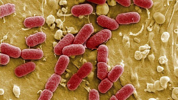 Энтерогеморрагическая бактерия Escherichia coli (EHEC) под микроскопом Энтерогеморрагическая бактерия Escherichia coli (EHEC) под микроскопом