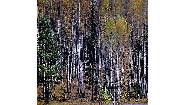 Лес. Архив Лес. Архив