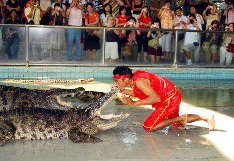 Крокодилы туристического зоопарка Million Year Stone Park and Crocodile Farm в Таиланде Крокодилы туристического зоопарка Million Year Stone Park and Crocodile Farm в Таиланде