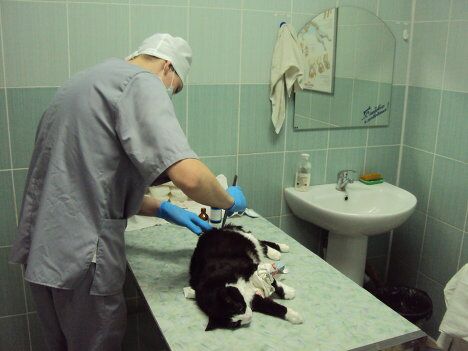На операционном столе кошка выглядит маленькой и беззащитно На операционном столе кошка выглядит маленькой и беззащитно