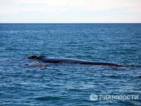 Синий южный кит и детеныш у полуострова Вальдес в Атлантическом океане у побережья Аргентины. Синий южный кит и детеныш у полуострова Вальдес в Атлантическом океане у побережья Аргентины.