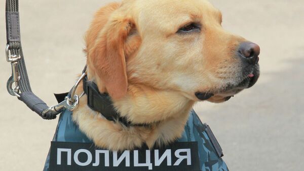 Работа Центра кинологической службы. Архивное фото Работа Центра кинологической службы. Архивное фото