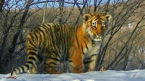 Амурский тигренок сфотографированный фотоловушкой нацпарка Земля леопарда Амурский тигренок сфотографированный фотоловушкой нацпарка Земля леопарда