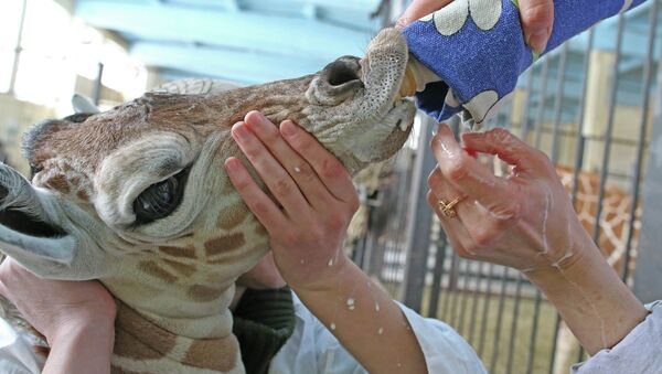 В Калининградском зоопарке родился жираф Reticulate Giraffe. Архивное фото В Калининградском зоопарке родился жираф Reticulate Giraffe. Архивное фото