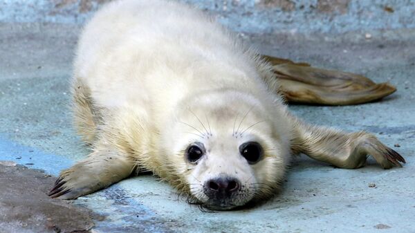 В Петербурге спасли детеныша серого тюленя