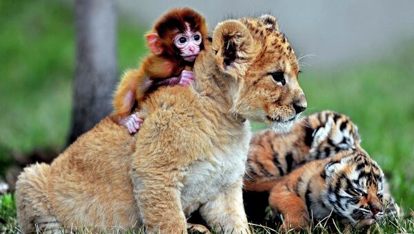 Детеныш обезьяны, львенок и тигрята в зоопарке Guaipo Manchurian Tiger Park в Шэньяне Детеныш обезьяны, львенок и тигрята в зоопарке Guaipo Manchurian Tiger Park в Шэньяне