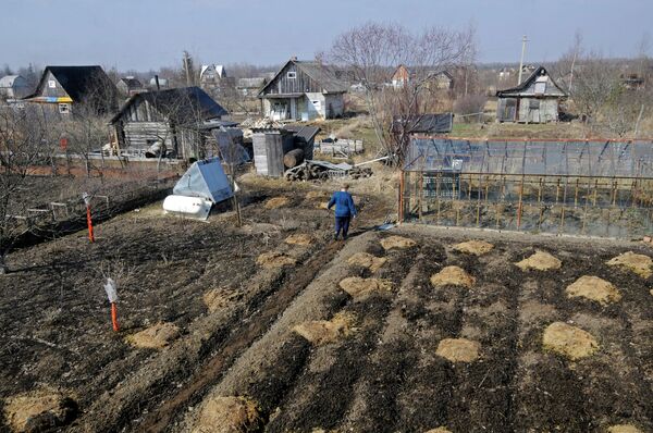 Жители Новгородской области работают на своих садово-огородных участках Жители Новгородской области работают на своих садово-огородных участках