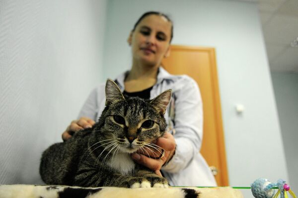 Котокафе в Красноярске Котокафе в Красноярске