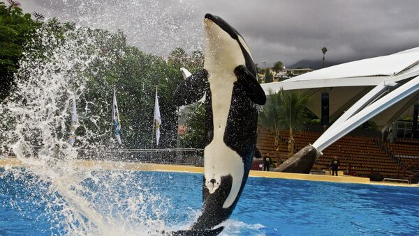 Тренировка косаток в Loro Parque: взгляд изнутри Тренировка косаток в Loro Parque: взгляд изнутри