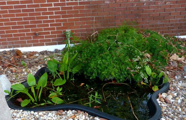 Мокрое дело: 10 полезных правил обустройства водоем на даче Мокрое дело: 10 полезных правил обустройства водоем на даче