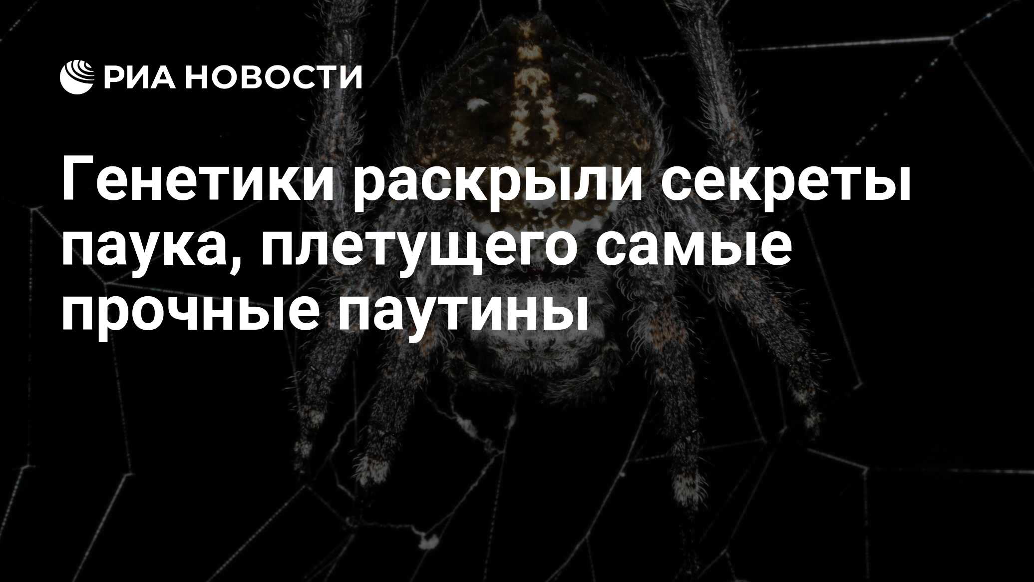 Биология проект пауки являются строителями прочности паутин прочные viraros.ru