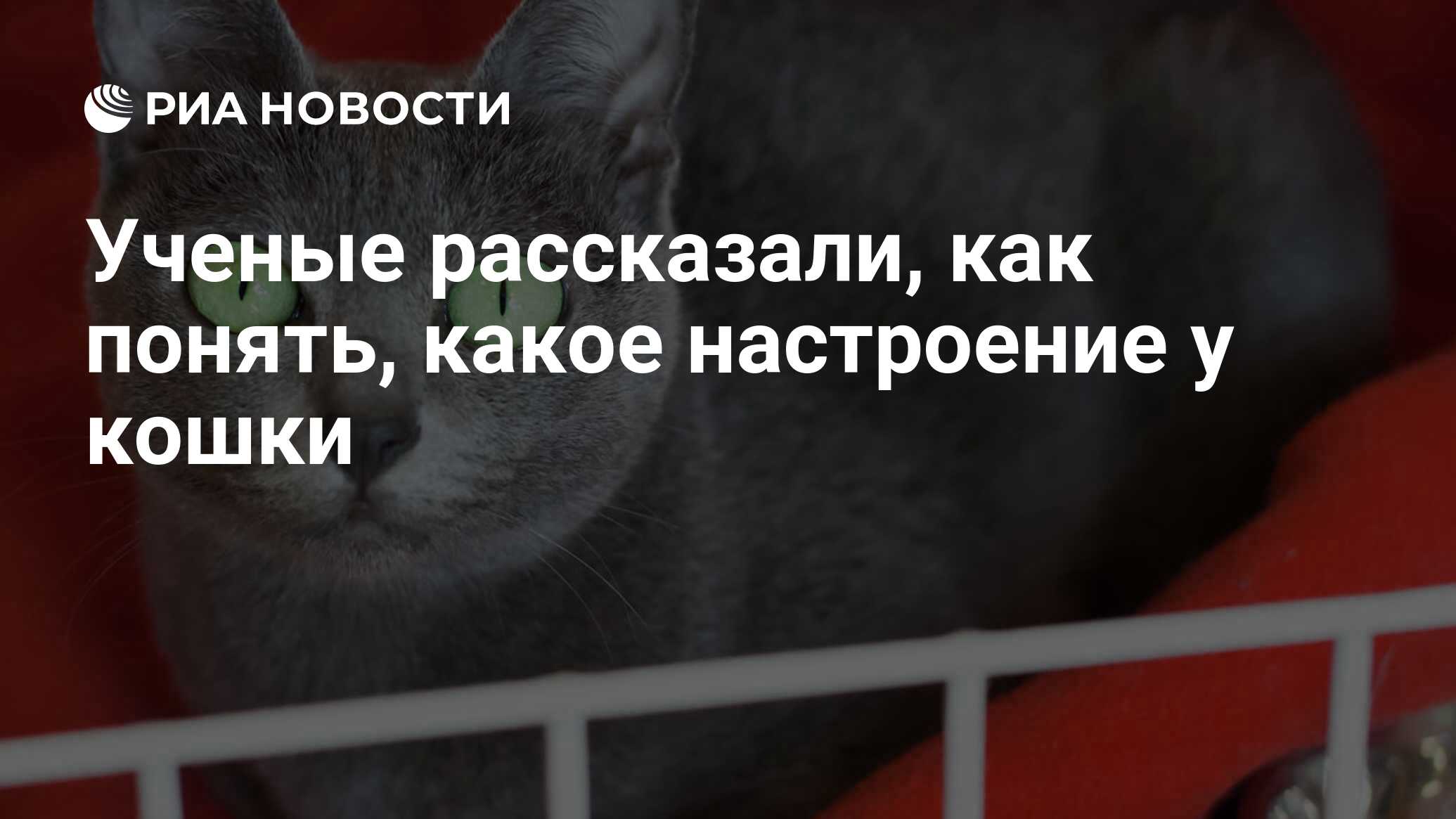 коронавирус кошки как определить коронавирус кошки как определить