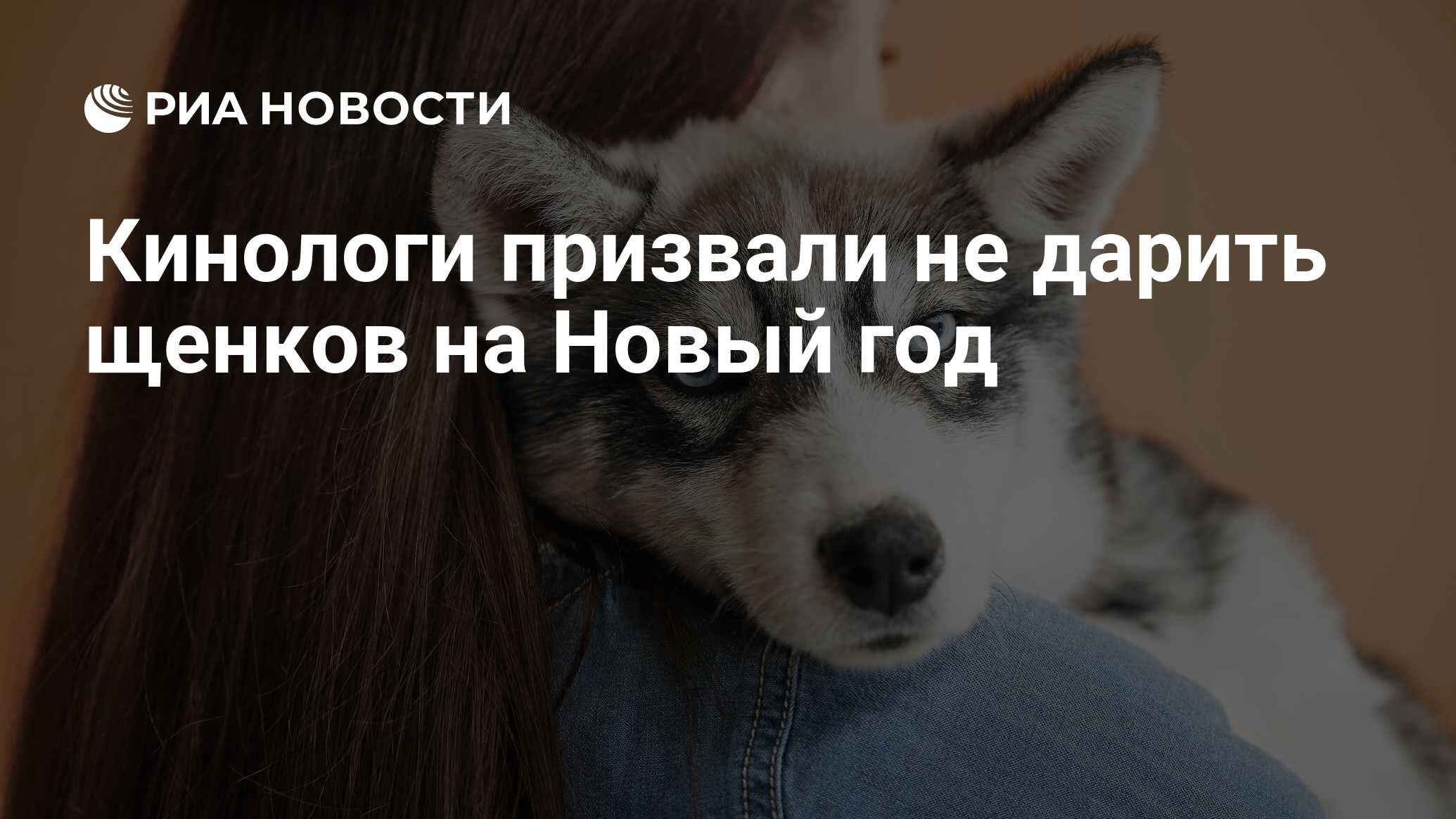 Кинологи призвали не дарить щенков на Новый год FiNE NEWS