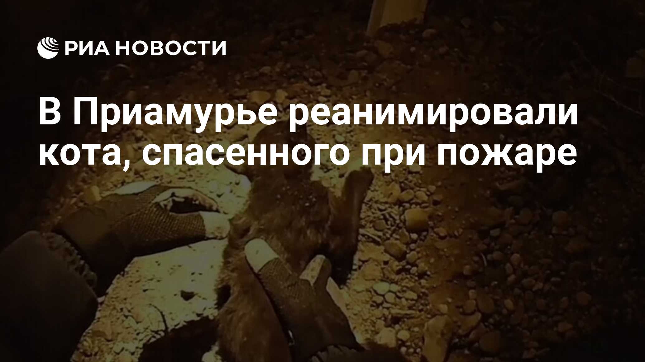 В Приамурье реанимировали кота, спасенного при пожаре