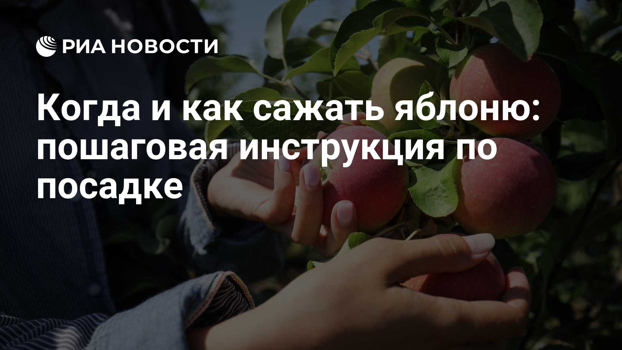 Как сажать яблоню весной пошаговая инструкция с фото для начинающих